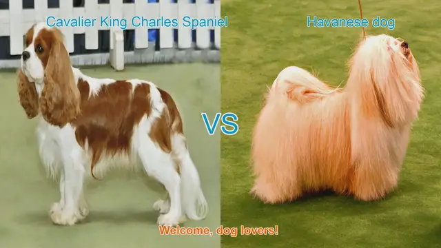 Video thumbnail for Cavalier King Charles Spaniel vs. Havanese: A Comprehensive Comparison