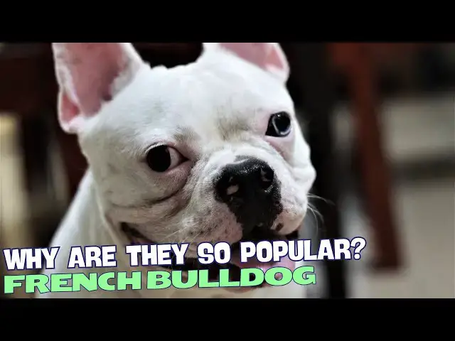 Video thumbnail for Why Are French Bulldogs So Popular? 🐾❤️