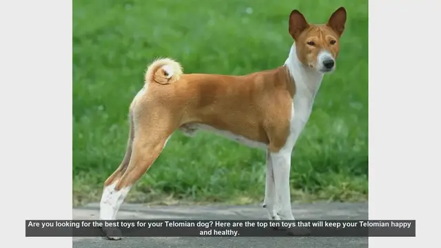 Video thumbnail for Top 10 Toys to Keep Your Telomian Dog Happy and Healthy