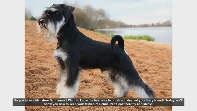 Video thumbnail for How to Brush and Deshed Your Miniature Schnauzer: Tips for a Healthy Coat