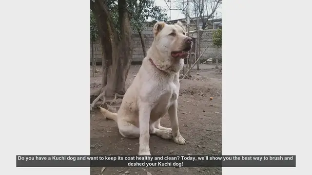 Video thumbnail for How to Brush and Deshed Your Kuchi Dog for a Healthy Coat