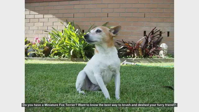 Video thumbnail for How to Brush and Deshed Your Miniature Fox Terrier