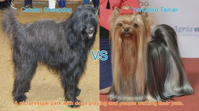 Video thumbnail for Catalan Sheepdog vs. Yorkshire Terrier: A Comprehensive Breed Comparison