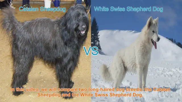 Video thumbnail for Catalan Sheepdog vs. White Swiss Shepherd Dog: A Breed Comparison