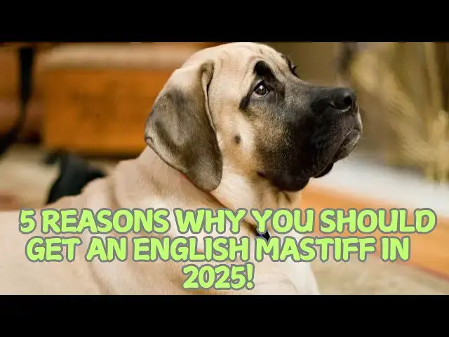 Video thumbnail for 5 Reasons Why You Should Get an English Mastiff in 2025! 🐕🏡