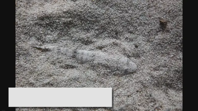 Video thumbnail for Best Fish Tank Gravel Choices: A Substrate Selection Guide