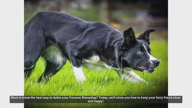 Video thumbnail for How to Bathe Your Faroese Sheepdog: Step-by-Step Guide