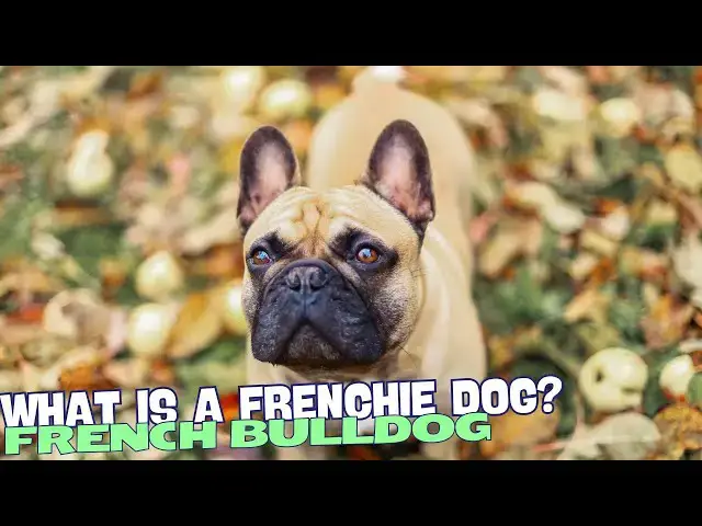 Video thumbnail for What is a Frenchie Dog? ??