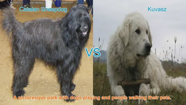 Video thumbnail for Comparing Catalan Sheepdog and Kuvasz: Origins, Appearance, and Temperament
