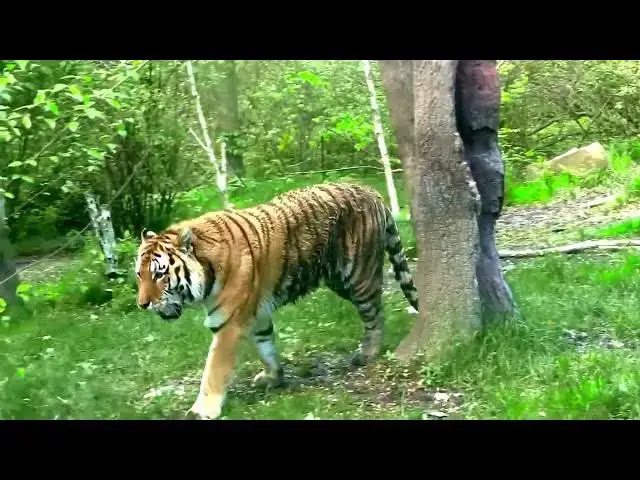 Video thumbnail for How Do Tigers Conserve Energy in Harsh Environments?