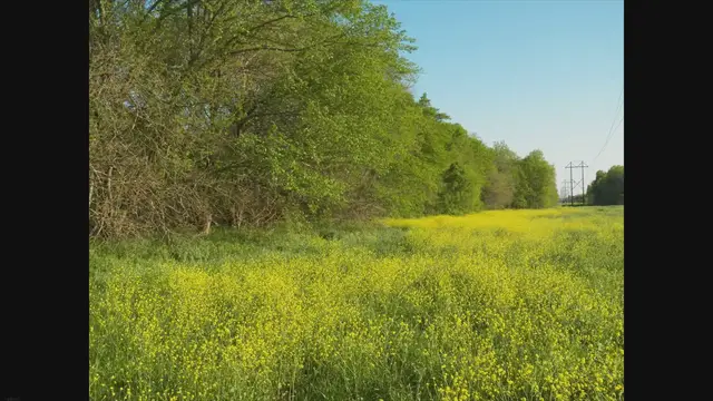 'Video thumbnail for Exploring the Hidden Gems: Top 5 Tourist Activities in Garland, TX'