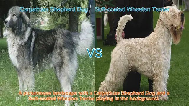 Video thumbnail for Comparing Carpathian Shepherd Dog and Soft-coated Wheaten Terrier: A Comprehensive Guide