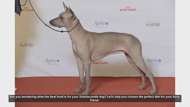 Video thumbnail for Best Diet for Your Xoloitzcuintle: Tips for a Healthy Dog