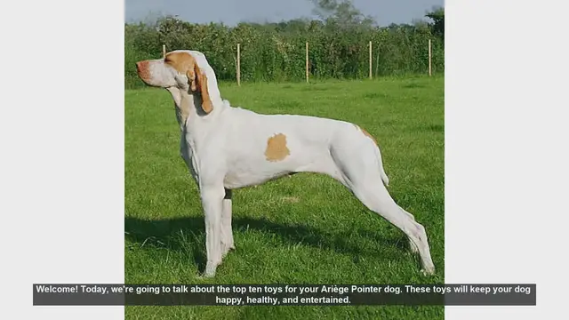Video thumbnail for Top 10 Toys for Your Ariège Pointer Dog