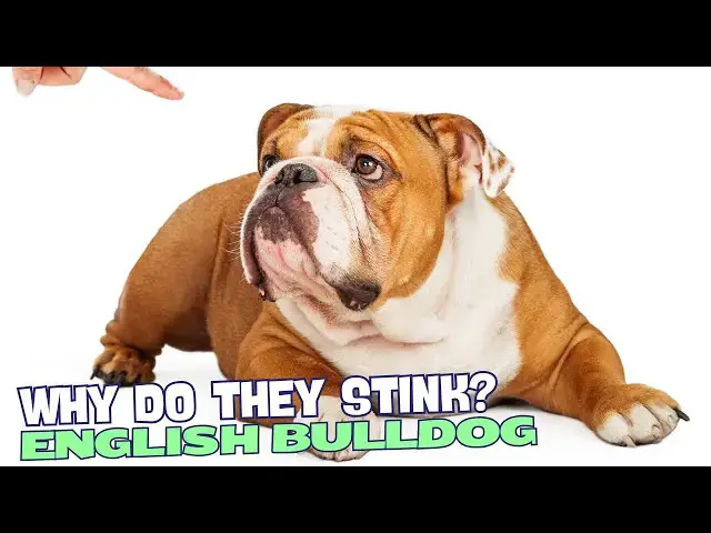 Video thumbnail for Why Do English Bulldogs Stink? ??