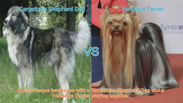 Video thumbnail for Exploring Carpathian Shepherd Dog and Yorkshire Terrier: A Breed Comparison