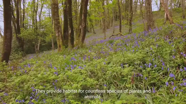 Video thumbnail for The Importance of Forests: Preserving Nature