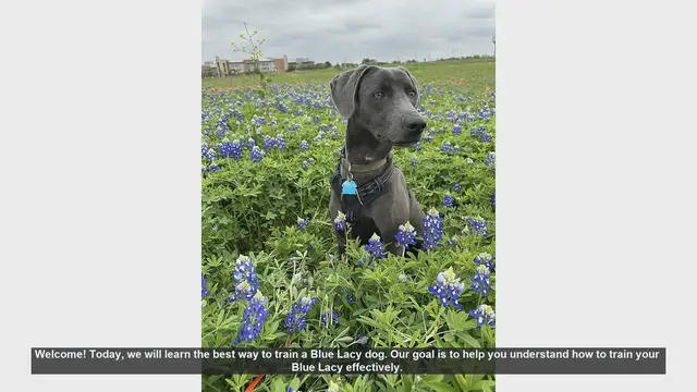 Video thumbnail for Effective Training Tips for Your Blue Lacy Dog