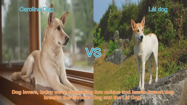 Video thumbnail for Carolina Dog vs. Lài Dog: A Comparison of Unique Breeds