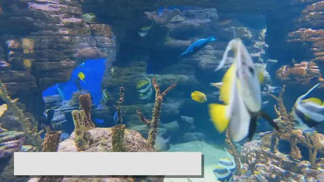 'Video thumbnail for Colorful Fish for Aquariums: Adding Vibrancy to Your Tank'