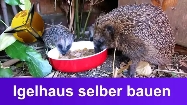 Video thumbnail for Igelhaus bauen: Igeln beim Überwintern helfen