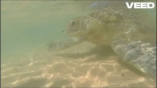 Video thumbnail for Ultimate Guide to Turtle Feeding: Best Foods for Healthy & Happy Turtles