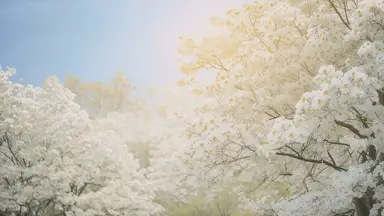 'Video thumbnail for White Flower Trees: A Guide to Captivating Choices for Your Garden'