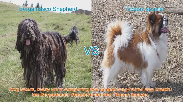 Video thumbnail for Bergamasco Shepherd vs. Tibetan Spaniel: A Comparison of Unique Long-Haired Dog Breeds