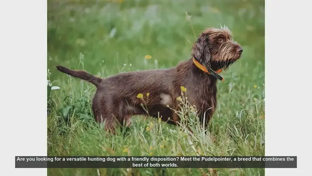 Video thumbnail for Meet the Pudelpointer: The Ultimate Versatile Hunting Dog and Family Companion