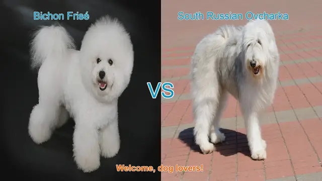 Video thumbnail for Bichon Frisé vs. South Russian Ovcharka: A Comparison of Two Distinct Dog Breeds