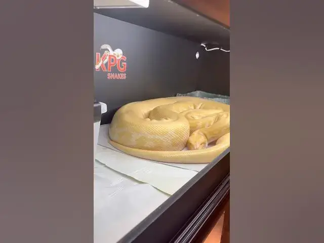 Video thumbnail for GIANT SNAKE #shorts