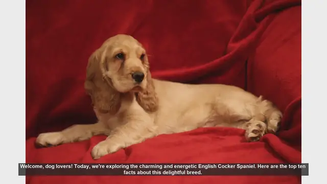 Video thumbnail for Top 10 Facts About English Cocker Spaniels