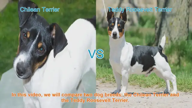 Video thumbnail for Chilean Terrier vs. Teddy Roosevelt Terrier: A Comprehensive Comparison