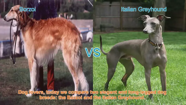 Video thumbnail for Borzoi vs. Italian Greyhound: A Comparison of Graceful Dog Breeds