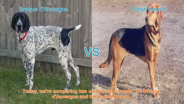 Video thumbnail for Braque d'Auvergne vs. Polish Hound: A Comparison of Unique Dog Breeds