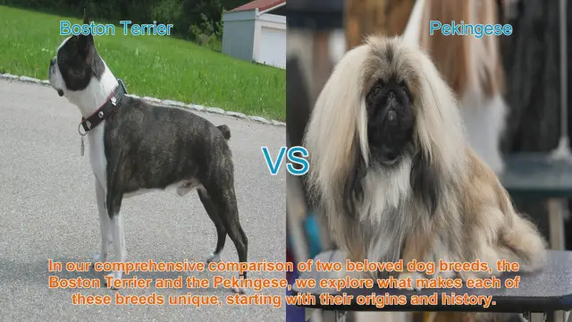 Video thumbnail for Boston Terrier vs. Pekingese: A Comparative Analysis