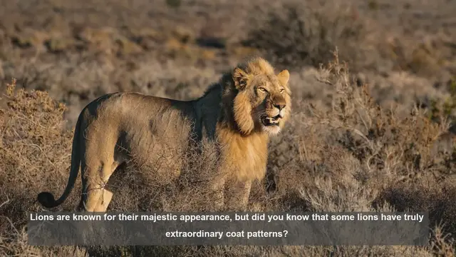 Video thumbnail for 10 Lions with Unique Coat Patterns: Rare and Stunning Big Cats