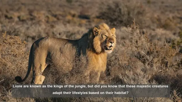 Video thumbnail for 10 Key Differences Between Savanna and Desert Lion Prides