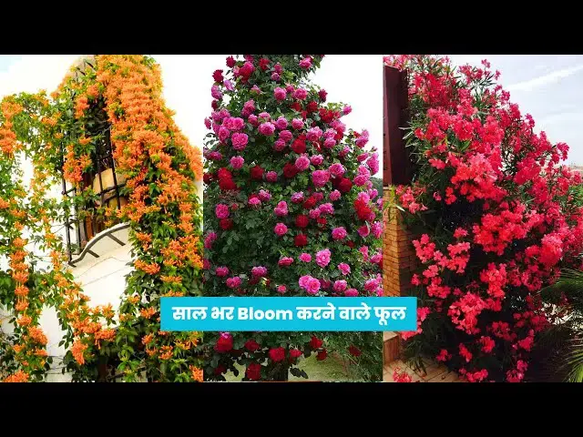 'Video thumbnail for 20 Perennial Plants For Year-Round Flowers'