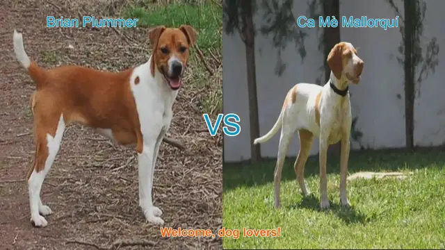 Video thumbnail for Comparing Brian Plummer Terrier and Ca Mè Mallorquí: A Guide for Dog Lovers