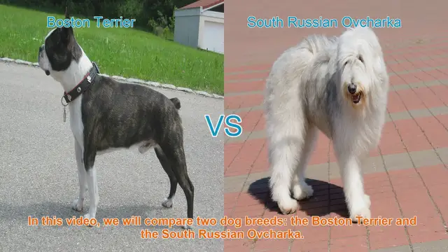 Video thumbnail for Boston Terrier vs. South Russian Ovcharka: A Breed Comparison