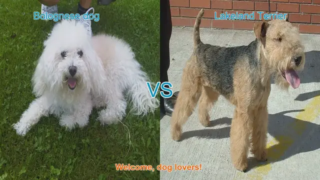 Video thumbnail for Bolognese Dog vs. Lakeland Terrier: A Comparison of Two Unique Breeds