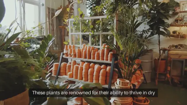 Video thumbnail for Succulent Gardening Tips For Beginners