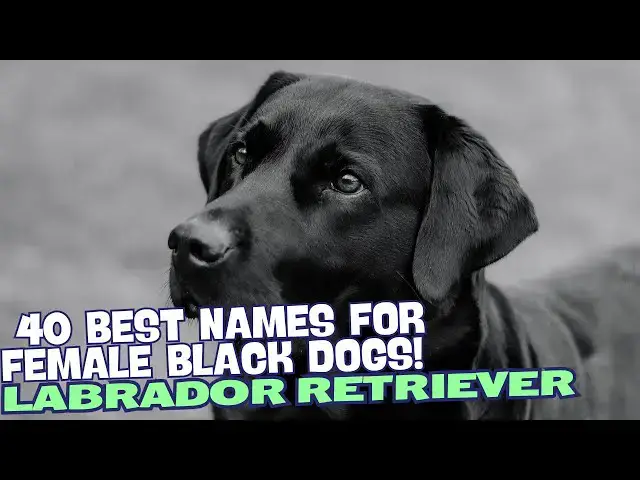 Video thumbnail for 40 Best Names for Female Black Labradors! 🐾