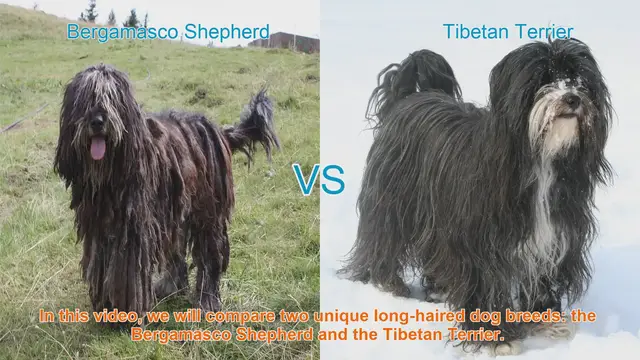 Video thumbnail for Bergamasco Shepherd vs. Tibetan Terrier: A Breed Comparison