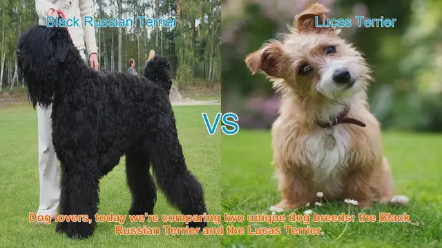 Video thumbnail for Comparing Black Russian Terrier and Lucas Terrier: Origins, Characteristics, and Temperament