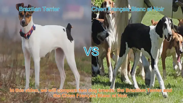 Video thumbnail for Brazilian Terrier vs. Chien Français Blanc et Noir: A Breed Comparison