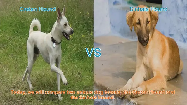 Video thumbnail for Comparing Cretan Hound and Sinhala Hound: A Comprehensive Guide