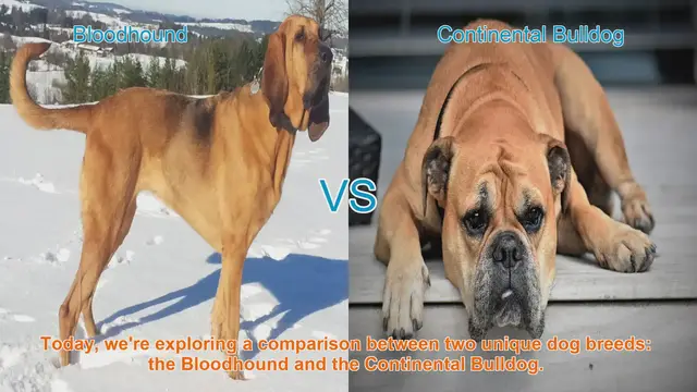 Video thumbnail for Bloodhound vs. Continental Bulldog: A Comprehensive Comparison