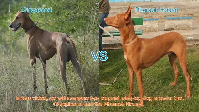 Video thumbnail for Chippiparai vs. Pharaoh Hound: A Comparison of Elegant Long-Leg Dog Breeds